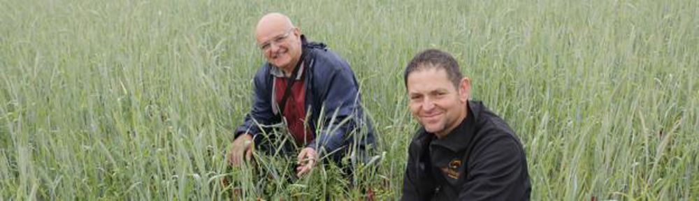 Première coupe. Romane, la fille de Thierry, dans une parcelle de seigle juste avant la fauche réalisée au stade montaison, le 23 avril. Rendement obtenu : 4,2 tMS/ha, et une valeur de 31,5 % de MS, 16,2 % de MAT, 0,83 UFL.j. pezon